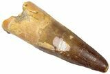 Fossil Spinosaurus Tooth - Real Dinosaur Tooth #310816-1